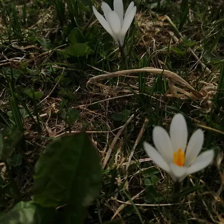 Haus Larcher 아파트 장크트 리온하드 임 피츠탈