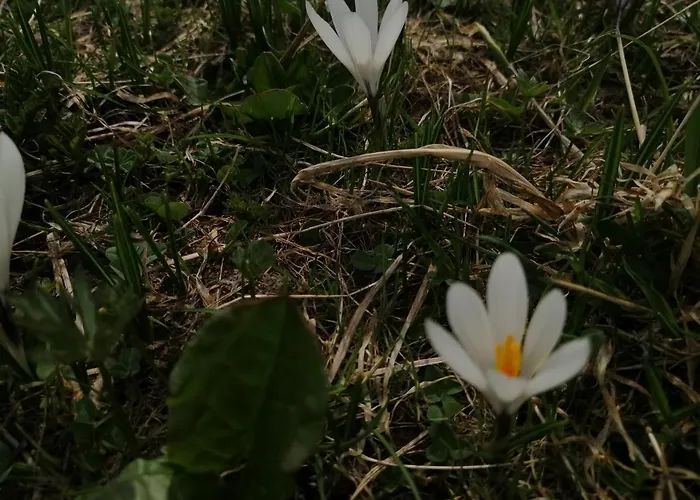 Haus Larcher דירה סנט לאונרד אים פיצטל